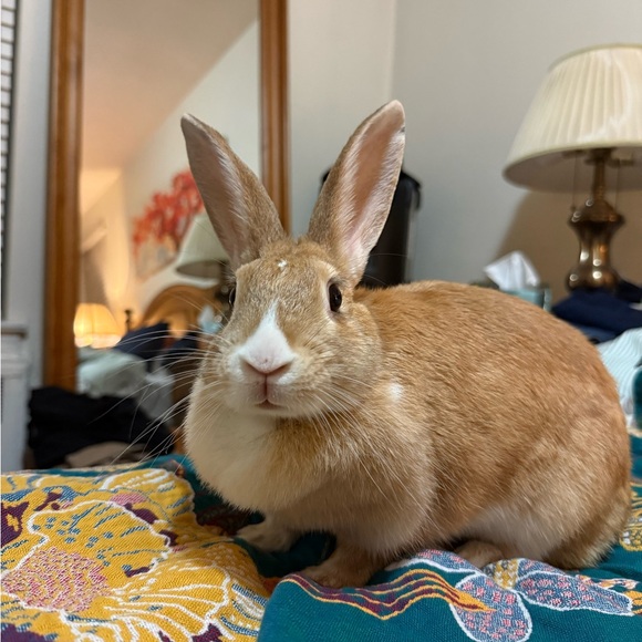 FLYER - LIVE SHARE SHOW - MEET MISS HONEY CINABUNNY - Picture 9 of 17